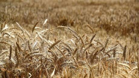 Authorities of Zaporizhia: farmers of the region were asked to export grain through Berdyansk

